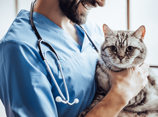 Acné du chat
